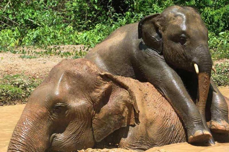 pattaya-elephant-sanctuary-day-trip-from-bangkok-3