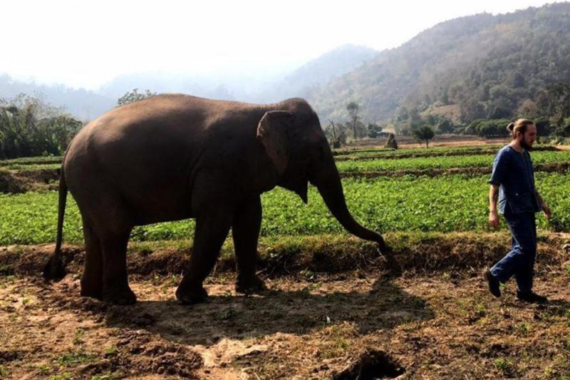 elephant-care-experience-2