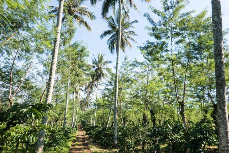 volkswagen-retro-volcano-safari-5
