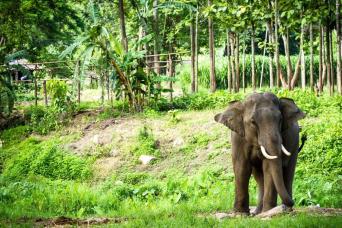 Hilltribe Trek, Elephants & Rafting