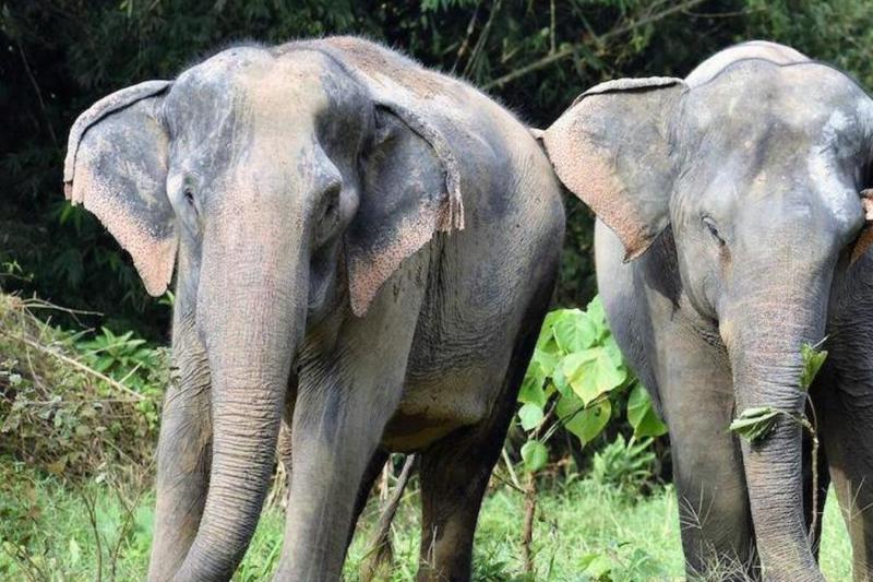 morning-with-the-elephants-1