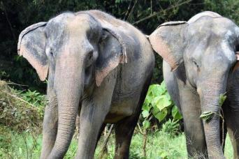 Morning with the Elephants