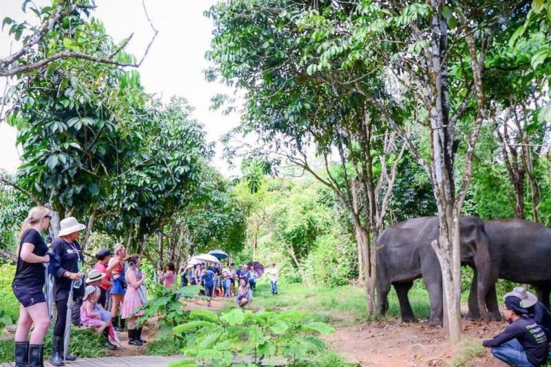morning-with-the-elephants-2