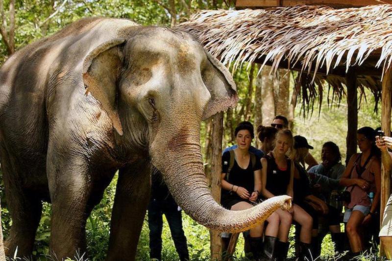 morning-with-the-elephants-3