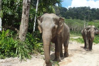 A Afternoon with the Elephants