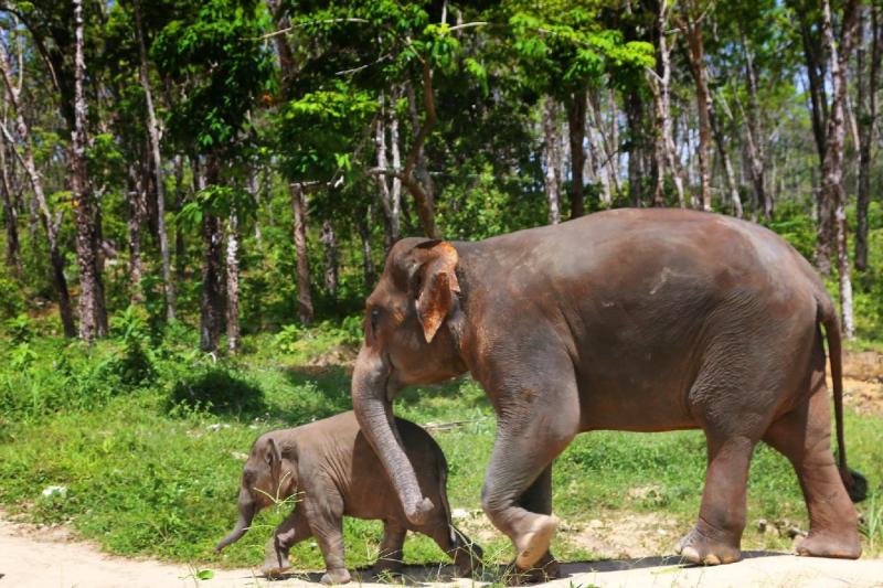 a-afternoon-with-the-elephants-2