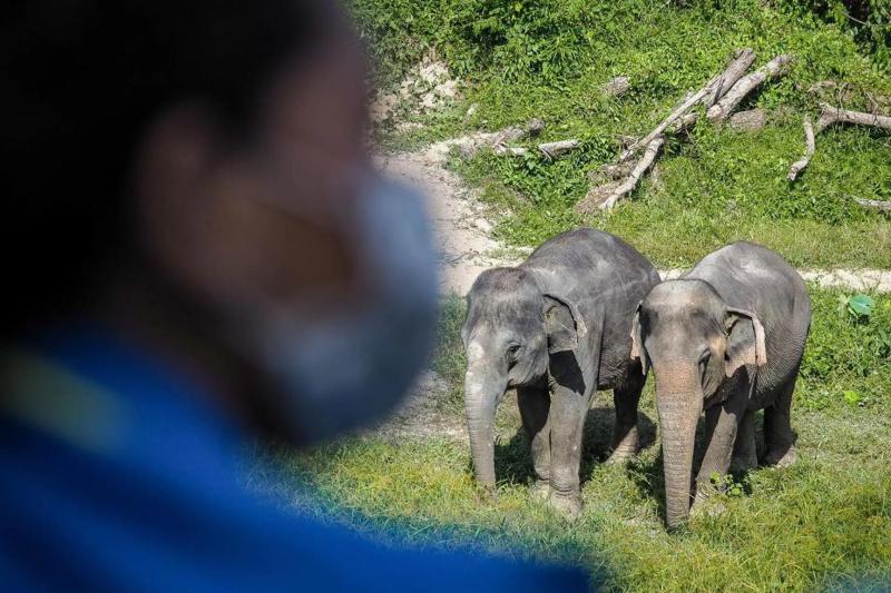 pes-canopy-walkway-program-2