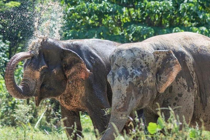 pes-canopy-walkway-program-4