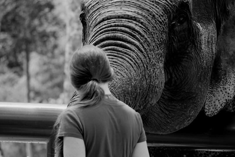 one-day-volunteer-program-at-elephant-sanctuary-s-4