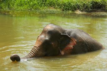 Elephant Jungle Sanctuary – Half Day Experience