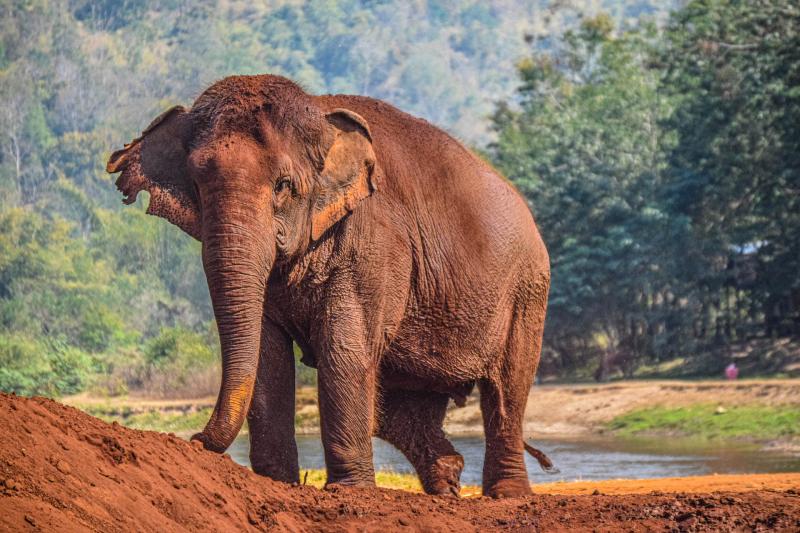 elephant-jungle-sanctuary-half-day-experience-2