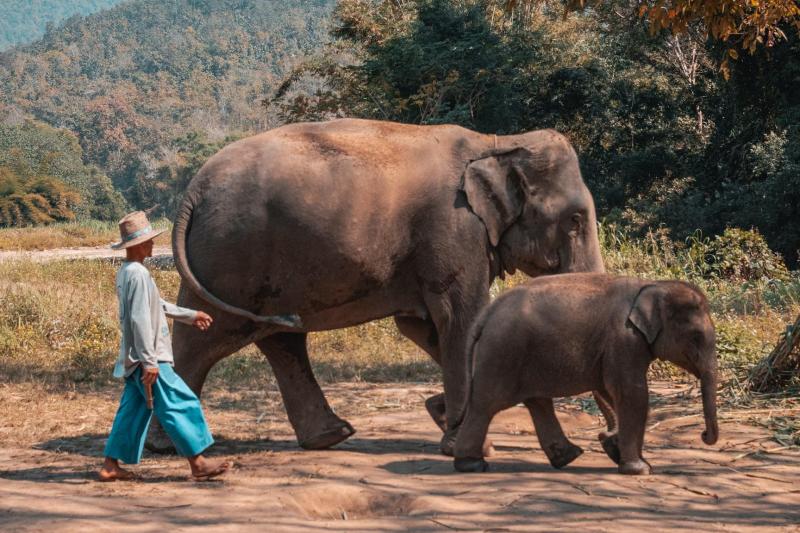 elephant-jungle-sanctuary-half-day-experience-3