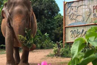 Morning Visit Pattaya Elephant Sanctuary