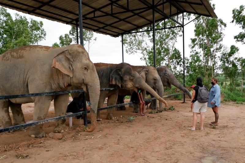 morning-visit-pattaya-elephant-sanctuary-2