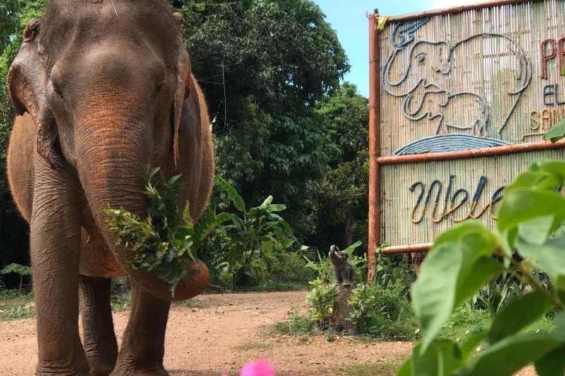 afternoon-visit-pattaya-elephant-sanctuary-5