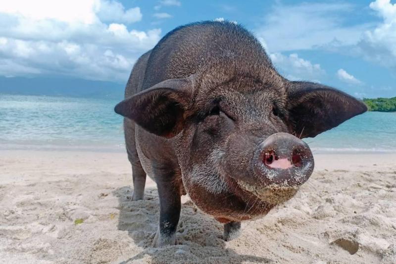 samui-pig-island-little-bahamas-3