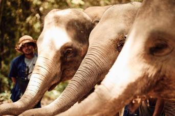 Ethic Elephant Sanctuary