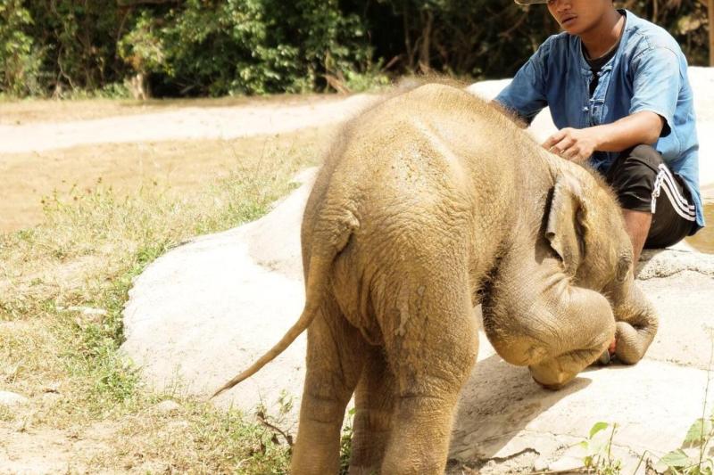 ethic-elephant-sanctuary-2