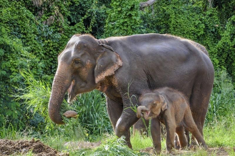 ethic-elephant-sanctuary-3