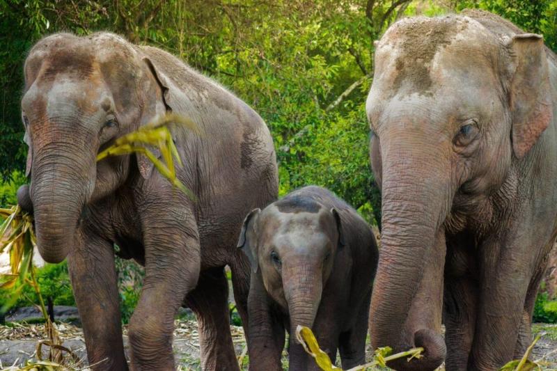 ethic-elephant-sanctuary-5