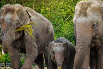 Elephant Jungle Sanctuary Samui – Half Day Experie