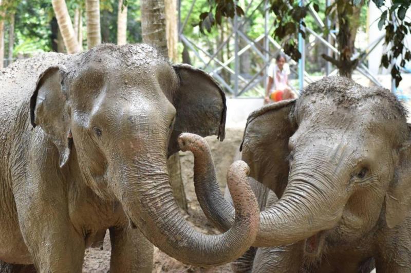 elephant-jungle-sanctuary-samui-half-day-experie-3
