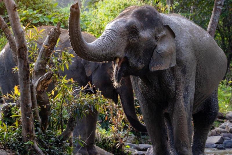elephant-jungle-sanctuary-samui-half-day-experie-4