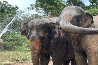 Samui - Elephant Kingdom Experience