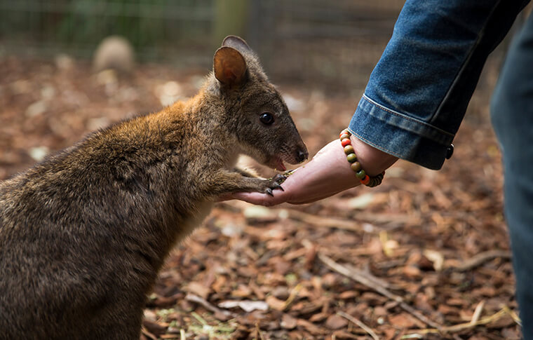 blue-mountains-all-inclusive-small-group-day-tour-4
