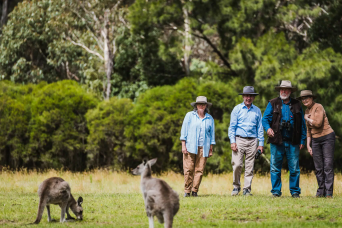 Kangaroos, Koalas and Wildlife Afternoon Tour