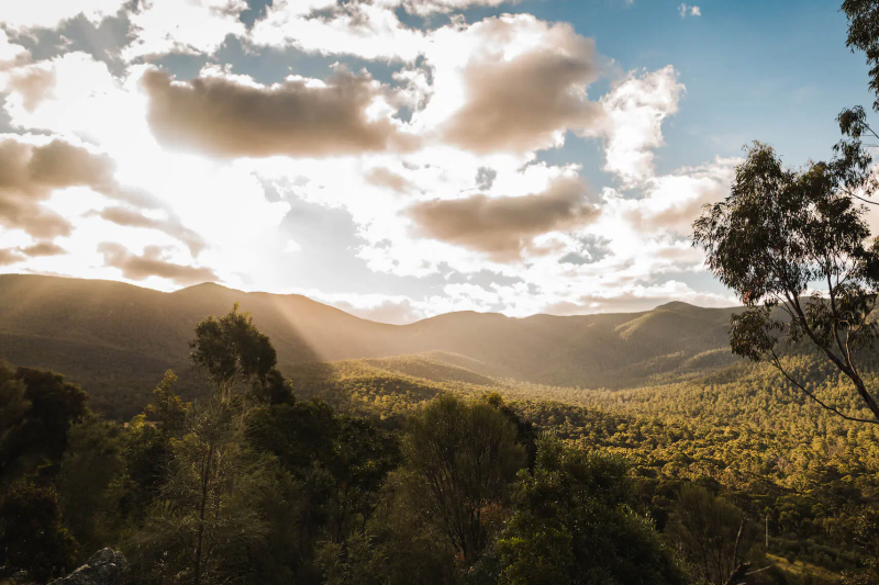 kangaroos-koalas-and-wildlife-afternoon-tour-3