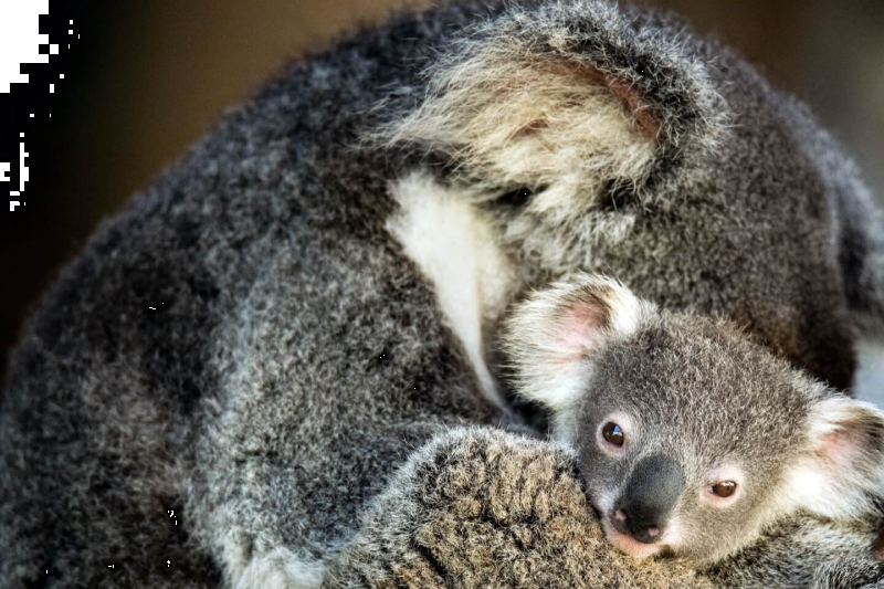 kangaroos-koalas-and-wildlife-afternoon-tour-4