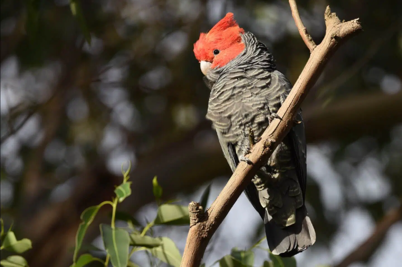 kangaroos-koalas-and-wildlife-afternoon-tour-5