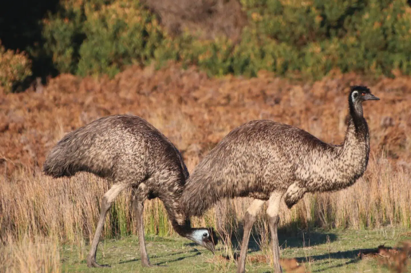 kangaroos-koalas-and-wildlife-afternoon-tour-6