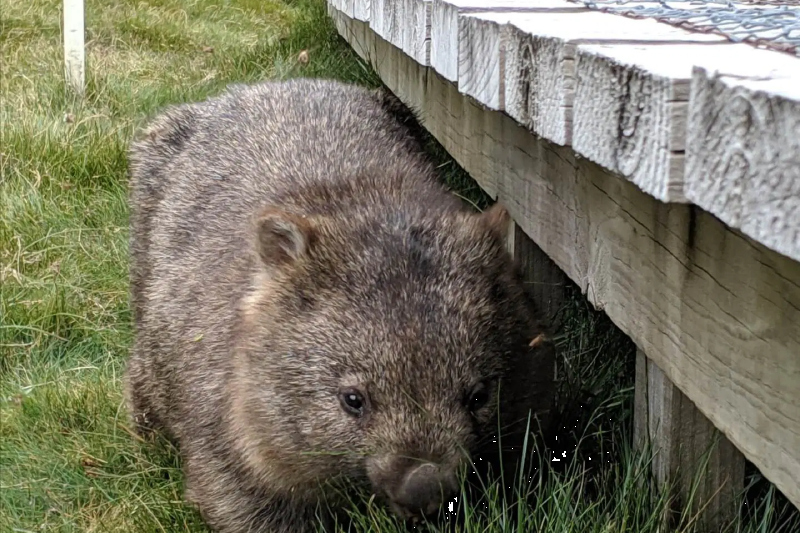 kangaroos-koalas-and-wildlife-afternoon-tour-7