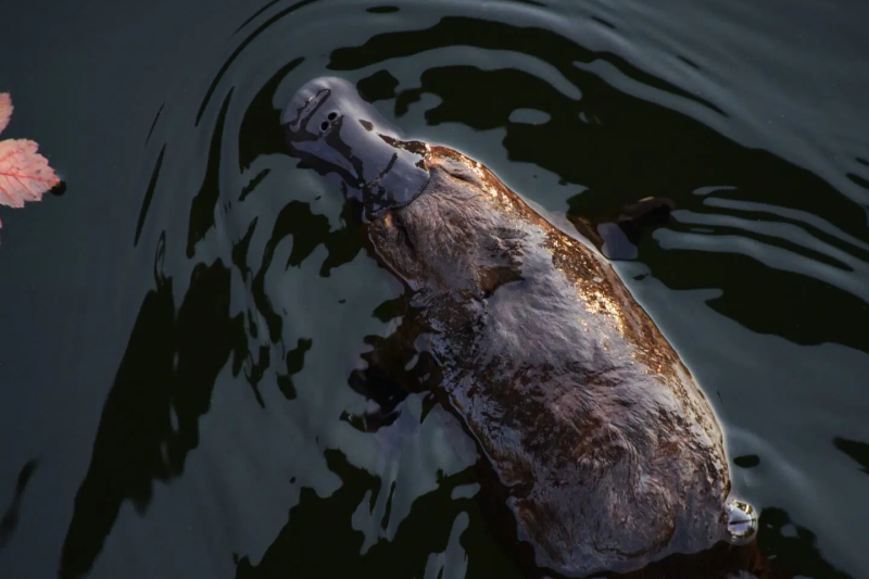 kangaroos-koalas-and-wildlife-afternoon-tour-8