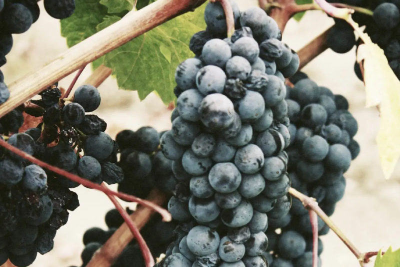 canberra-wine-tour-2