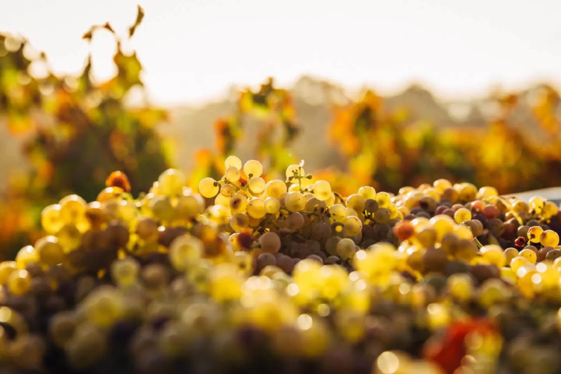 canberra-wine-tour-5