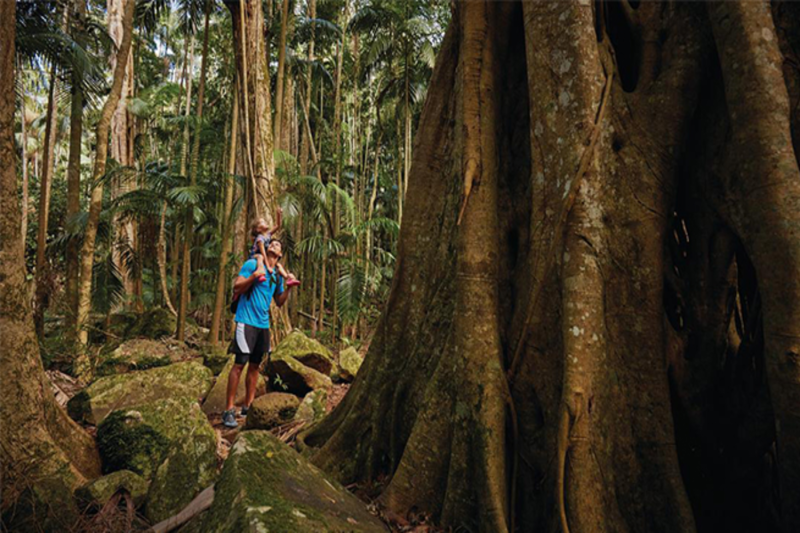 private-ginger-factory-montville-rainforest-2