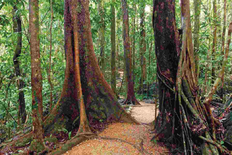 private-ginger-factory-montville-rainforest-3