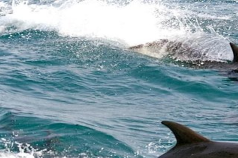 sydneys-port-stephens-tour-dolphin-watching-opti-2