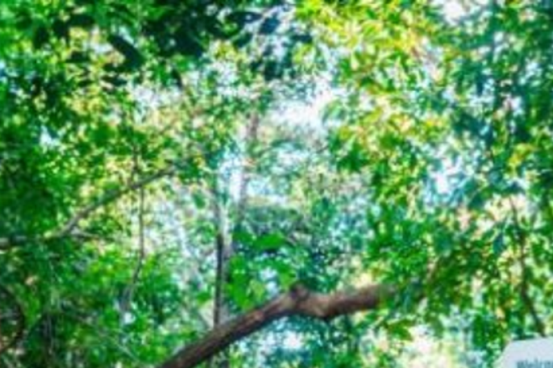 green-island-discovery-with-great-adventures-3