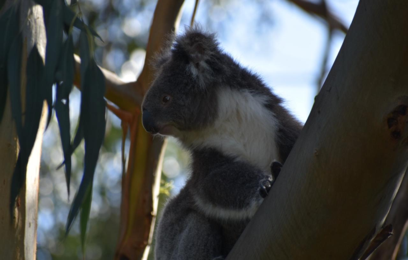 great-ocean-road-scenic-tour-7