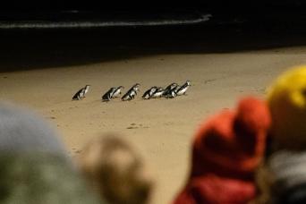 Small Group Bus Tour Phillip Island Wildlife and B
