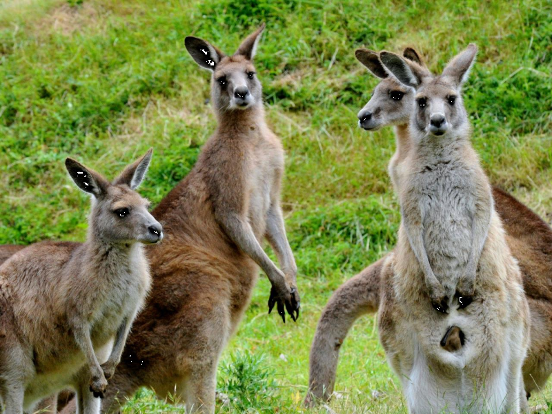 small-group-bus-tour-phillip-island-wildlife-and-b-8