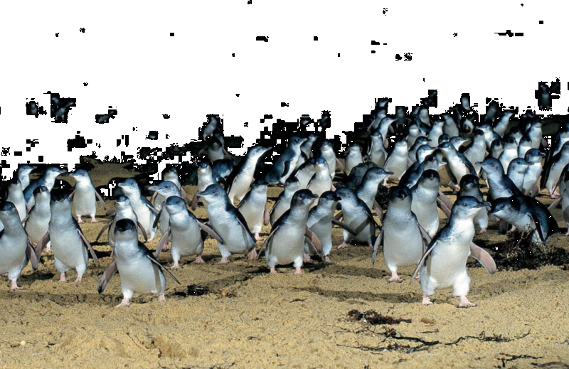 healesville-sanctuary-phillip-island-eco-tour-3