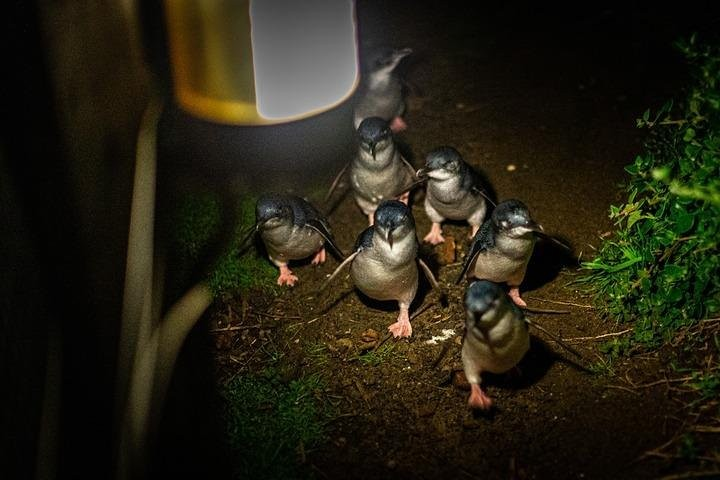 healesville-sanctuary-phillip-island-eco-tour-4