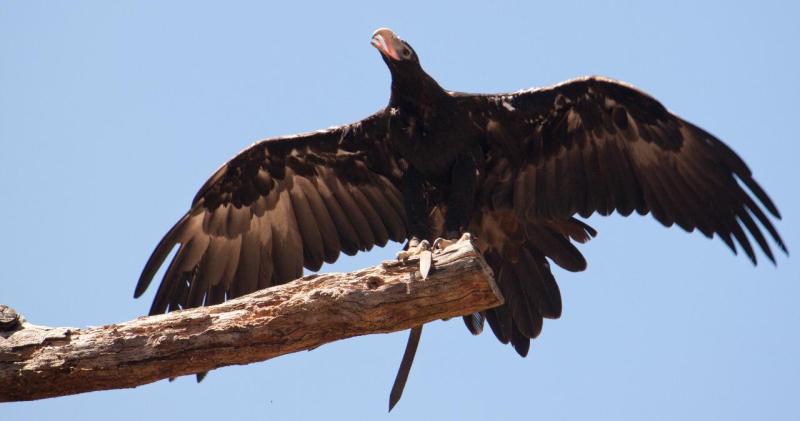 healesville-sanctuary-phillip-island-eco-tour-6