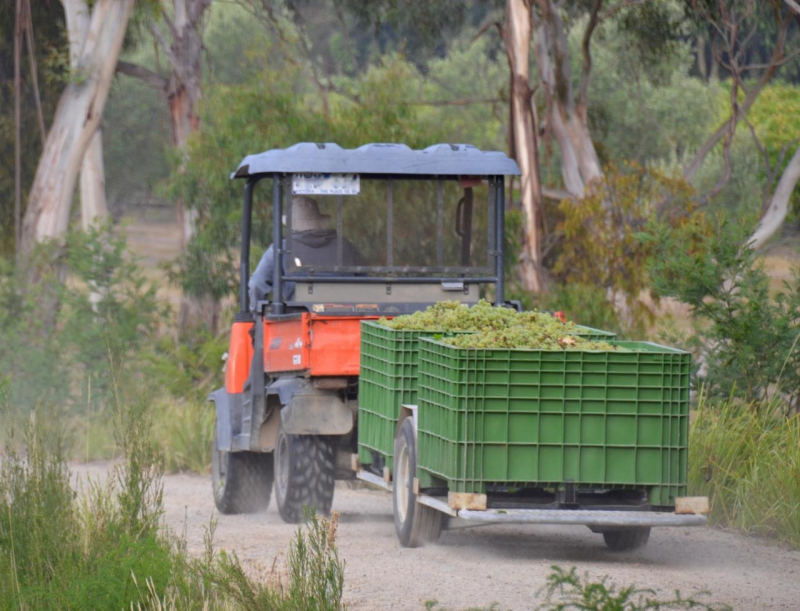 yarra-valley-and-dandenong-ranges-scenic-tour-4