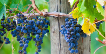Mornington Peninsula Winery Tour